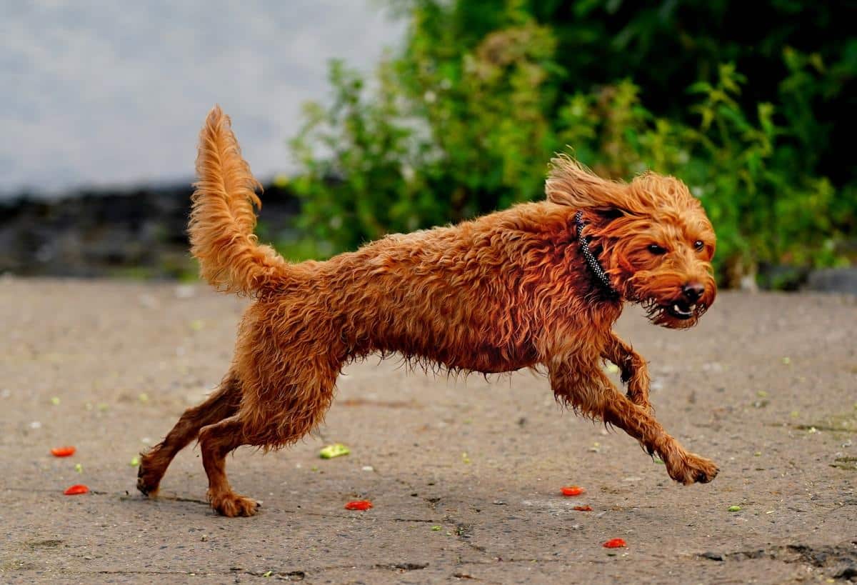 Red Rover and Associations - running red dog- Handy Entertainment